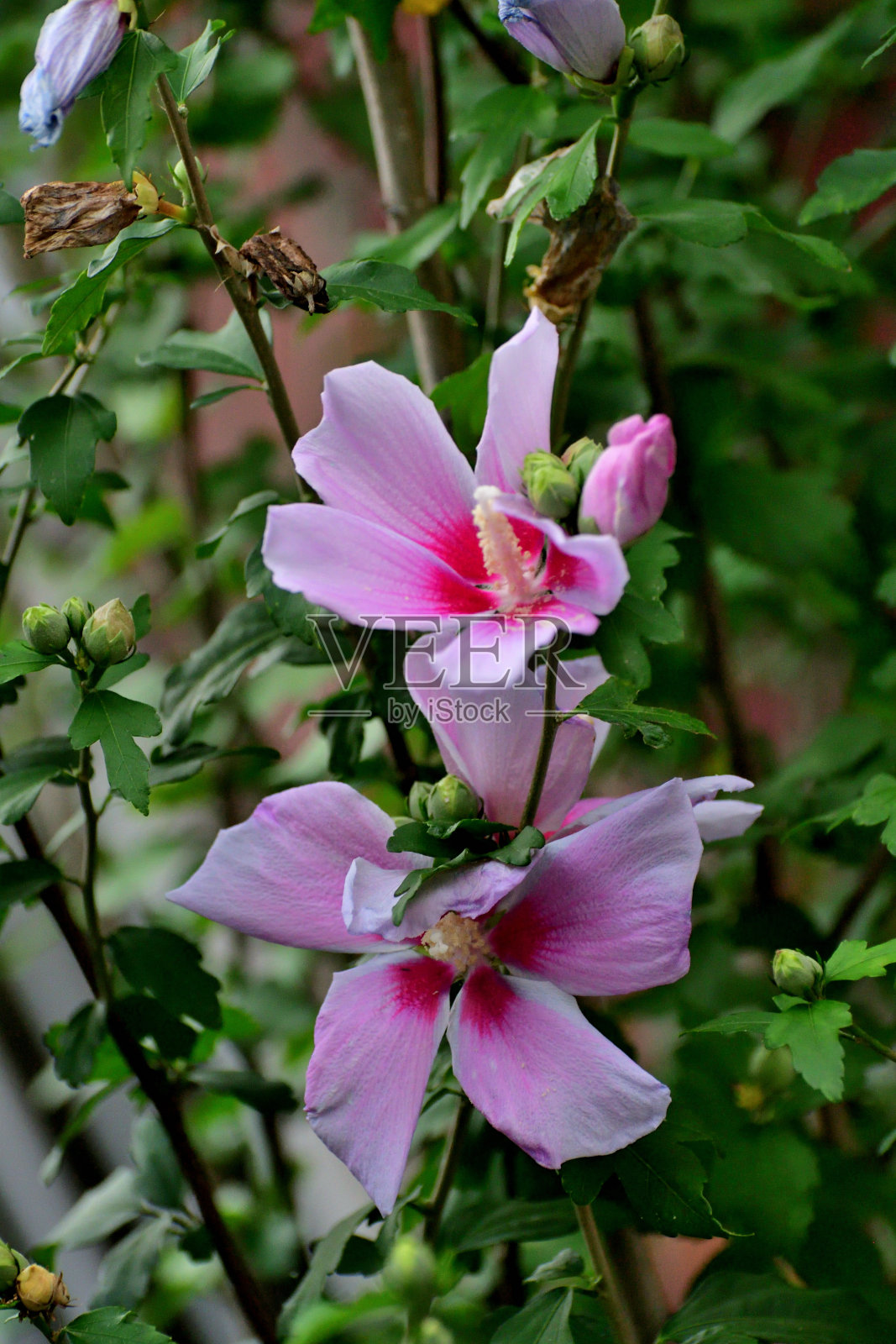 木槿/沙伦玫瑰:活力旺盛，喇叭形，落叶灌木，花艳丽照片摄影图片