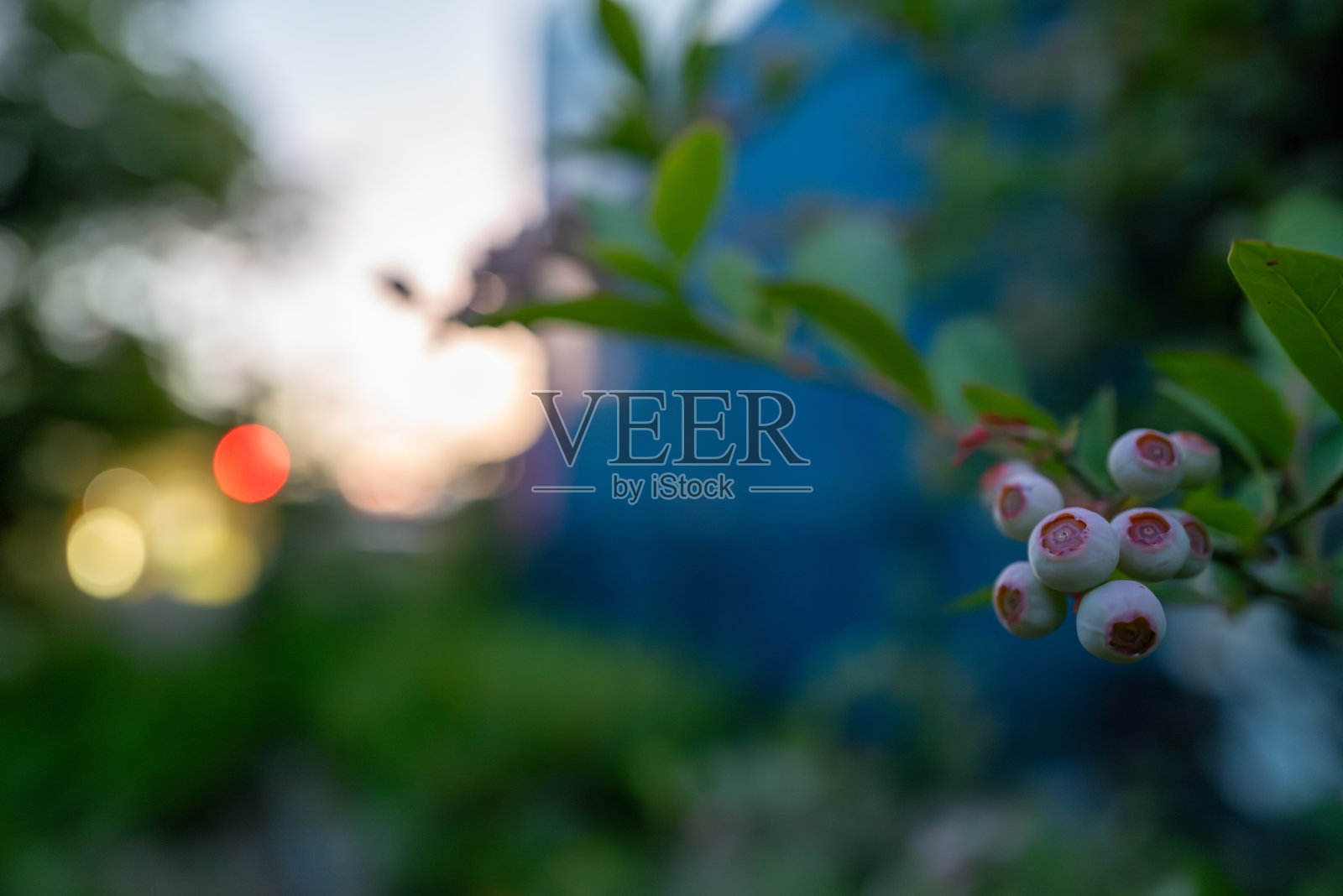 夕阳下的兔眼蓝莓照片摄影图片