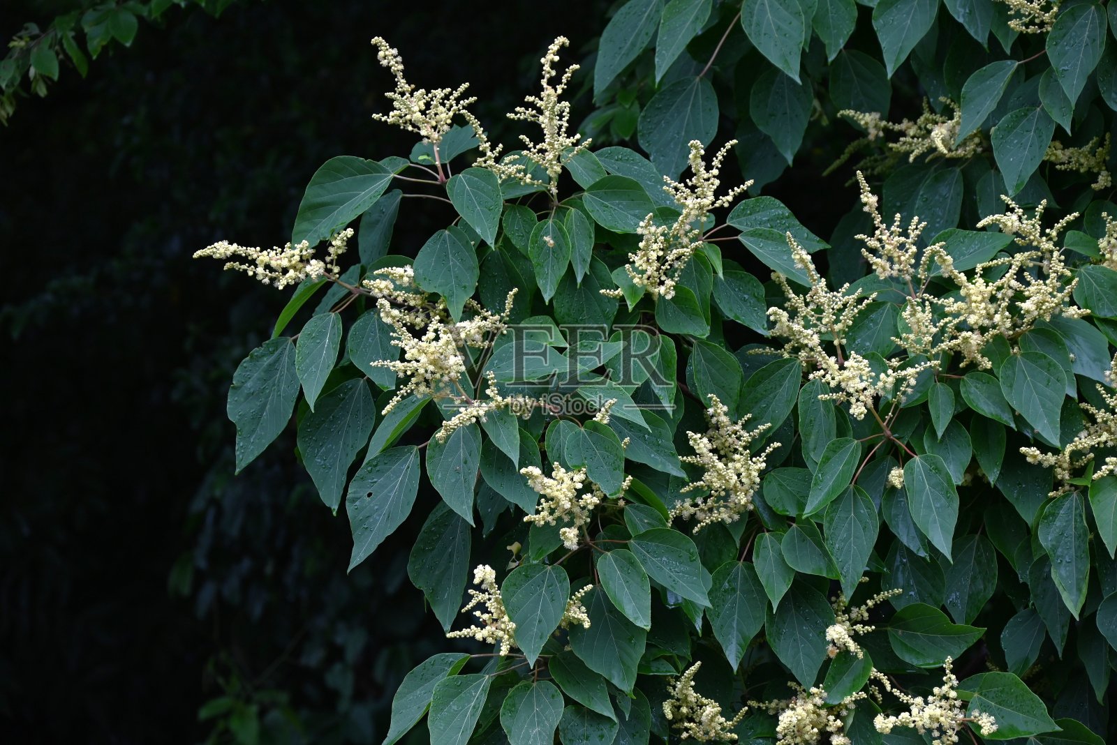 日本马蹄莲(mallotus japonicus)花。大戟科雌雄异株落叶灌木。照片摄影图片