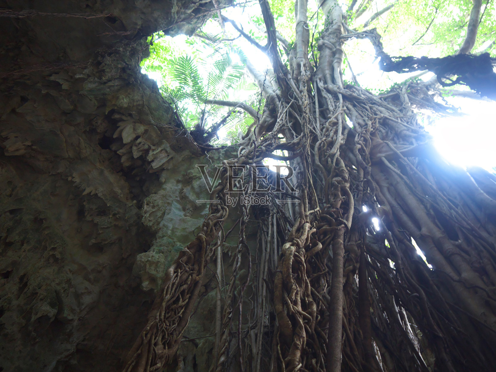 冲绳丛林中的榕树照片摄影图片