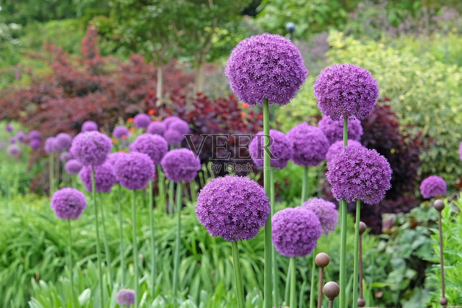 紫色大葱，或巨型洋葱或观赏洋葱，在花中;照片摄影图片