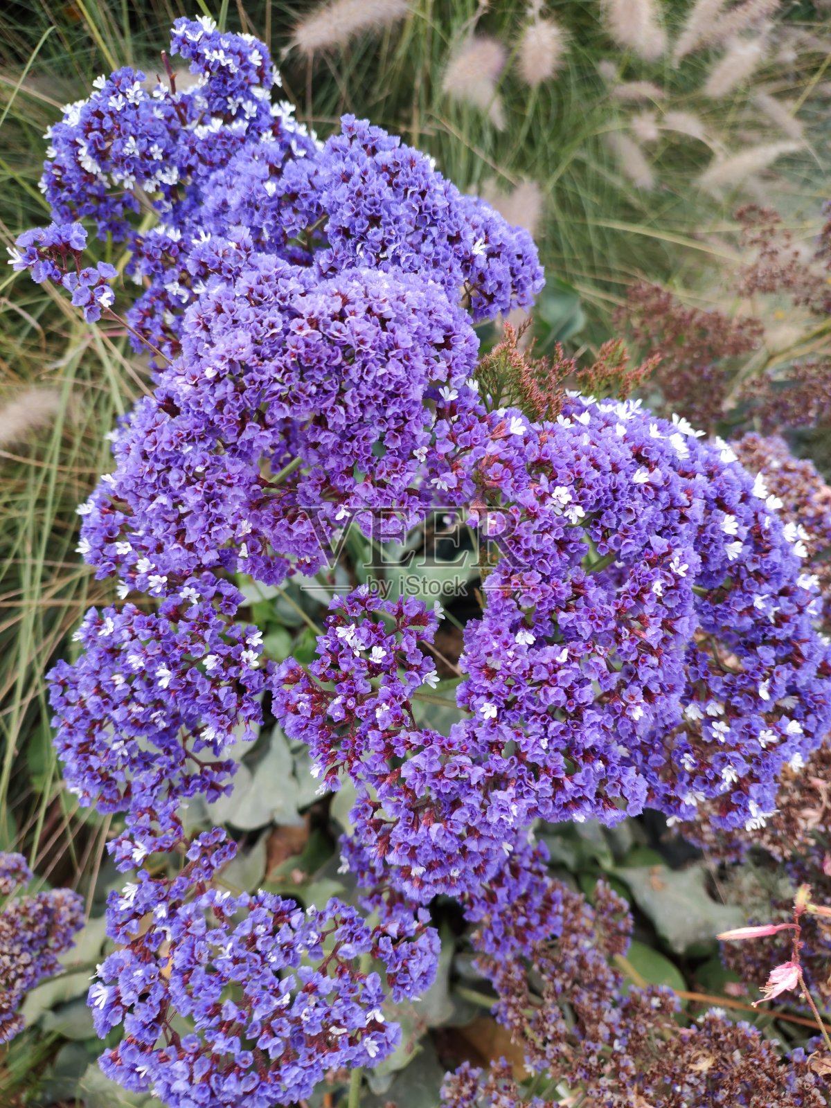 紫色的花照片摄影图片