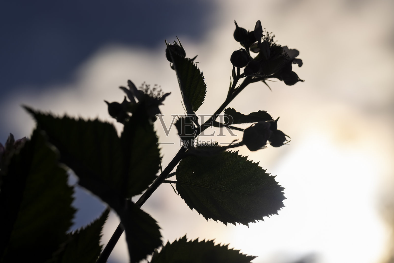 黑莓果园种黑莓的果园照片摄影图片