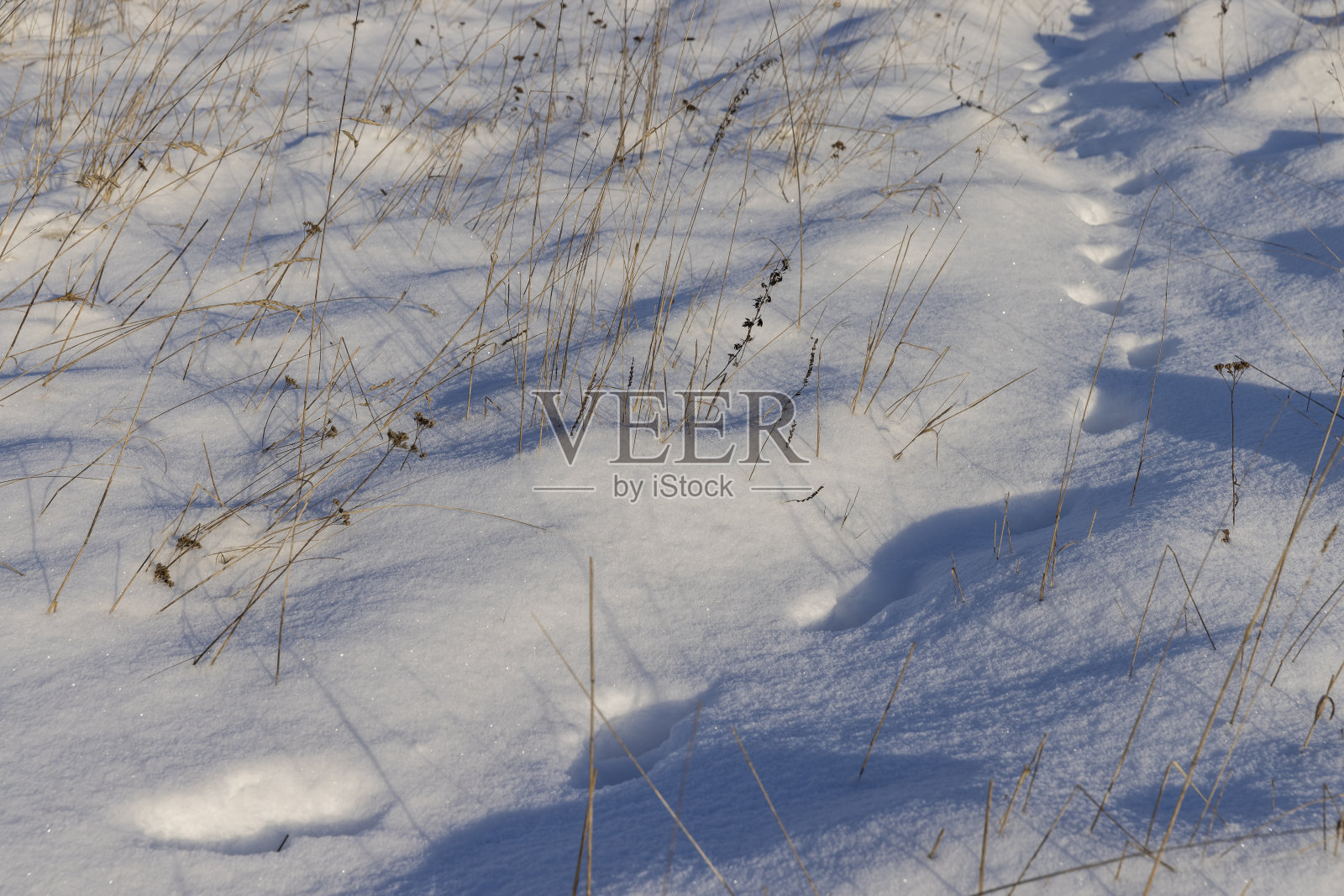 雪后洁白的雪花照片摄影图片