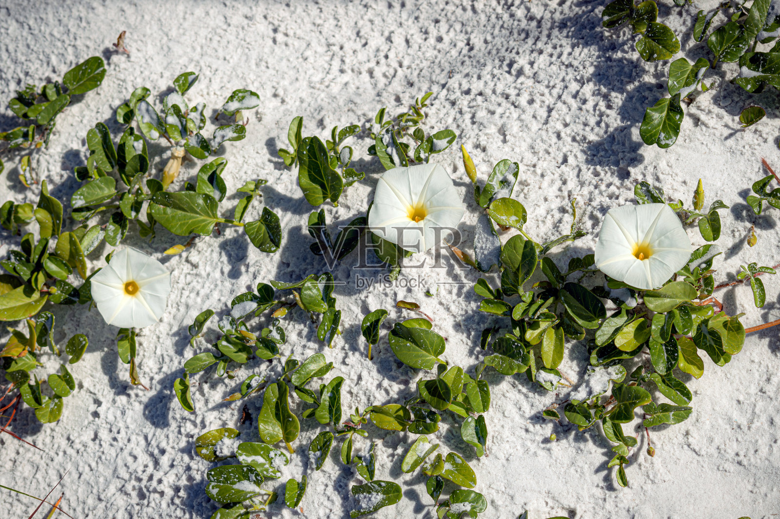 海滩牵牛花照片摄影图片
