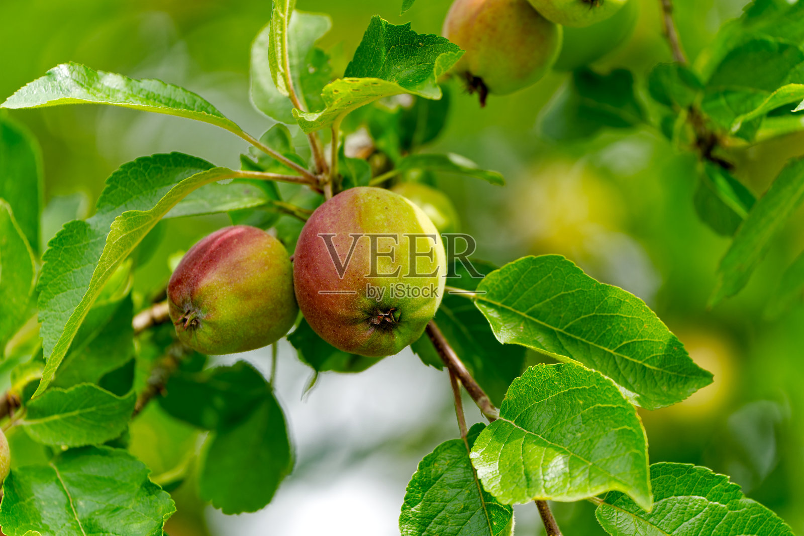 在瑞士的一个农场里，看着挂在树上的红色和绿色的有机苹果。照片摄影图片