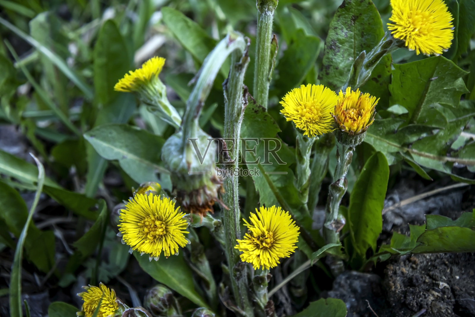 春天的第一朵花是妈妈和后妈照片摄影图片
