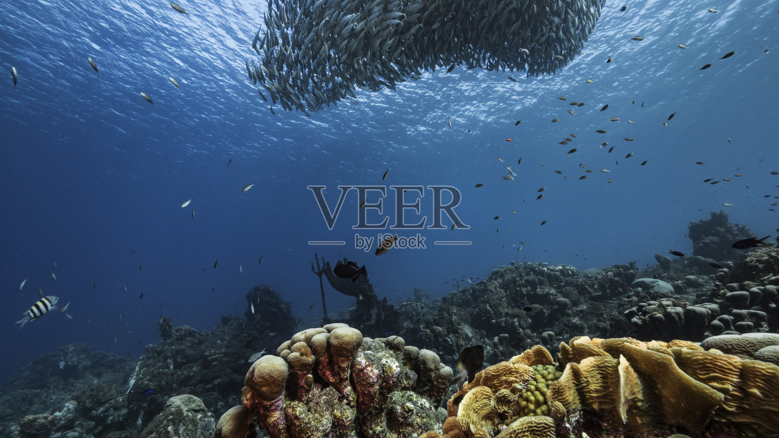 在加勒比海的珊瑚礁里，正在游动的大眼沙棘鱼照片摄影图片