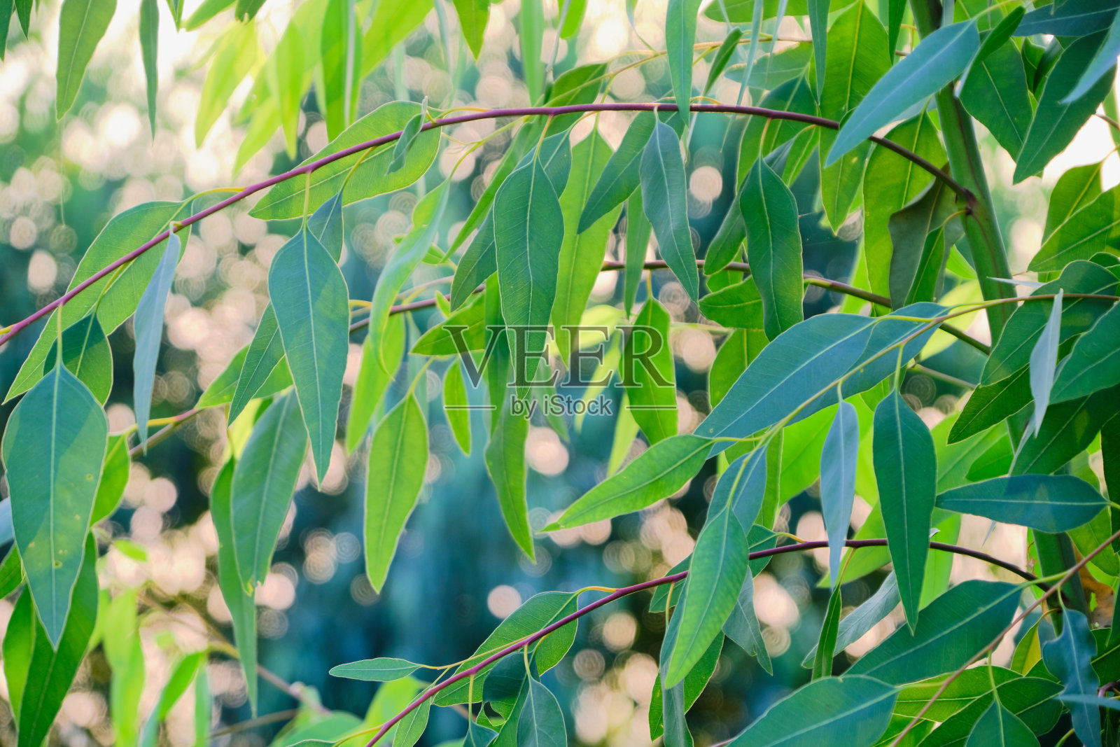 桉树叶。桉树枝自然背景照片摄影图片
