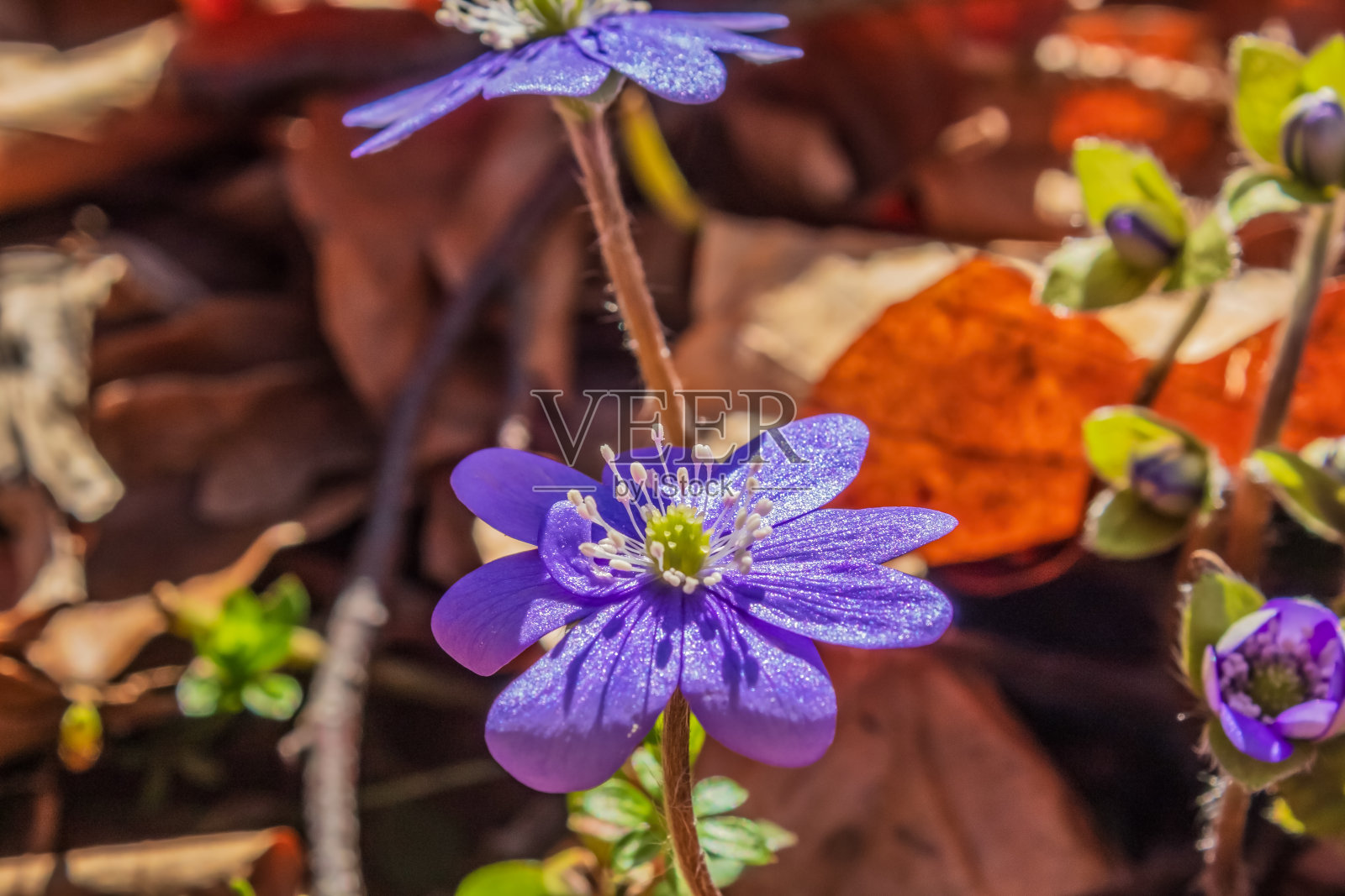宏观森林-欧洲，罗马尼亚，木薯地区照片摄影图片