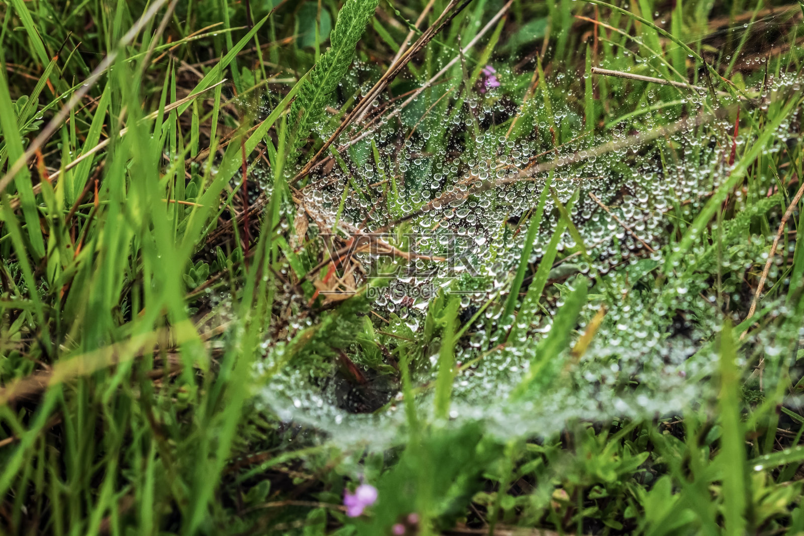 宏观森林-欧洲，罗马尼亚，木薯地区照片摄影图片