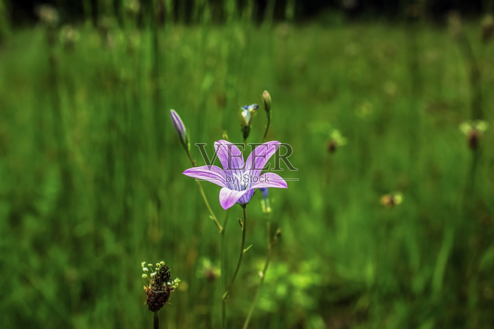 宏观森林-欧洲，罗马尼亚，木薯地区照片摄影图片