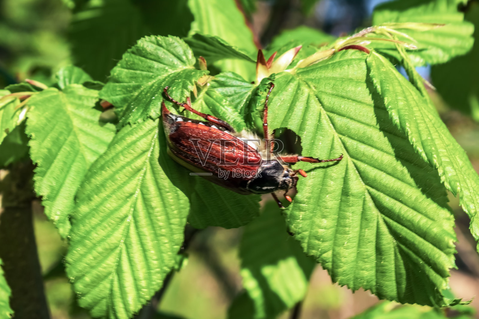 宏观森林-欧洲，罗马尼亚，木薯地区照片摄影图片