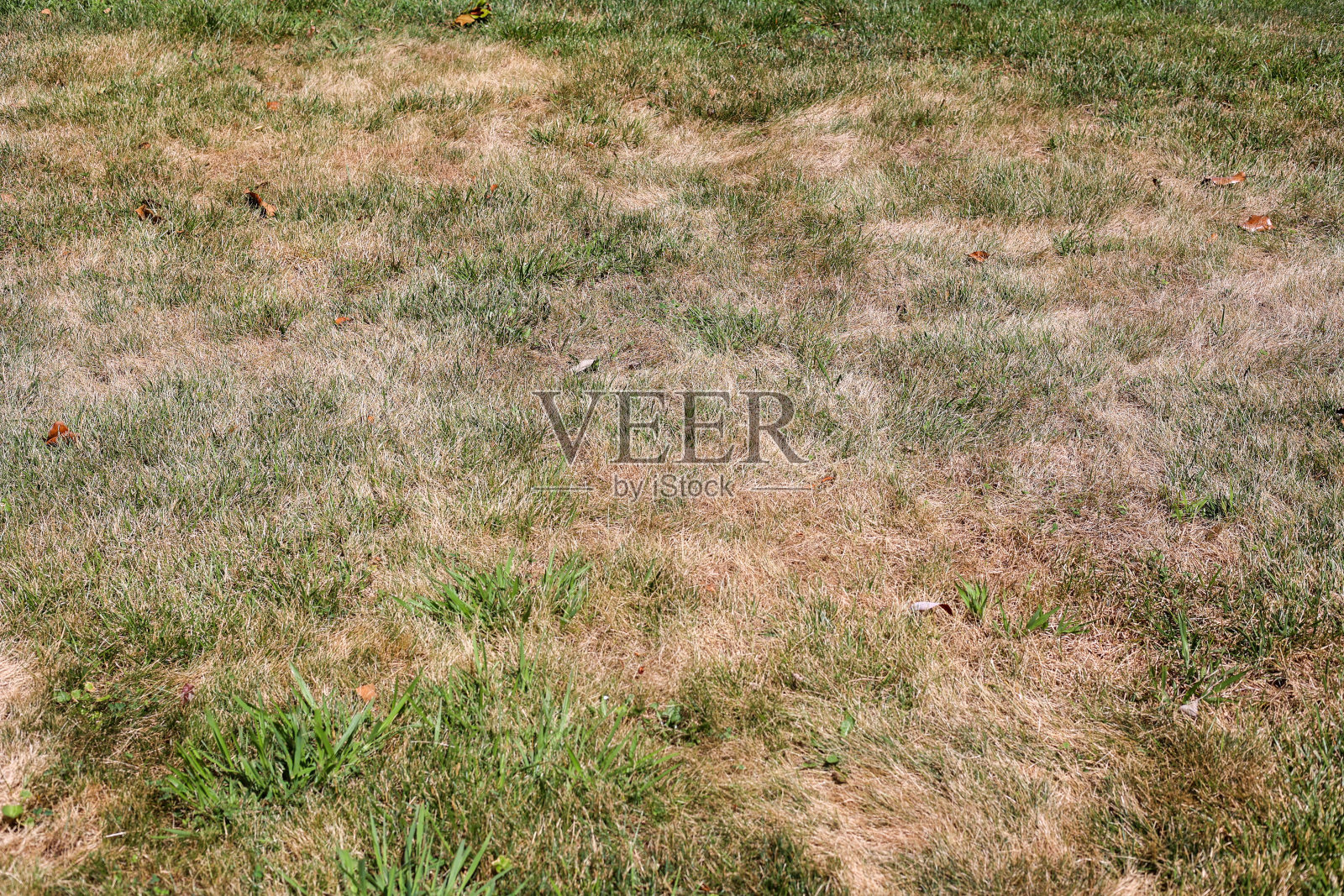 枯草从炎热干燥的夏天照片摄影图片