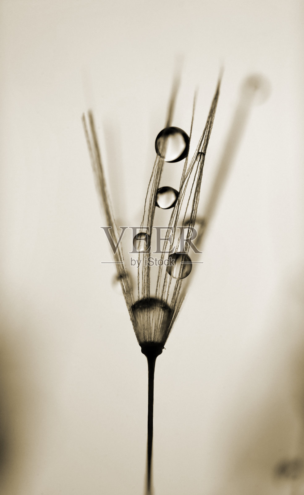 大蒲公英种子与滴照片摄影图片