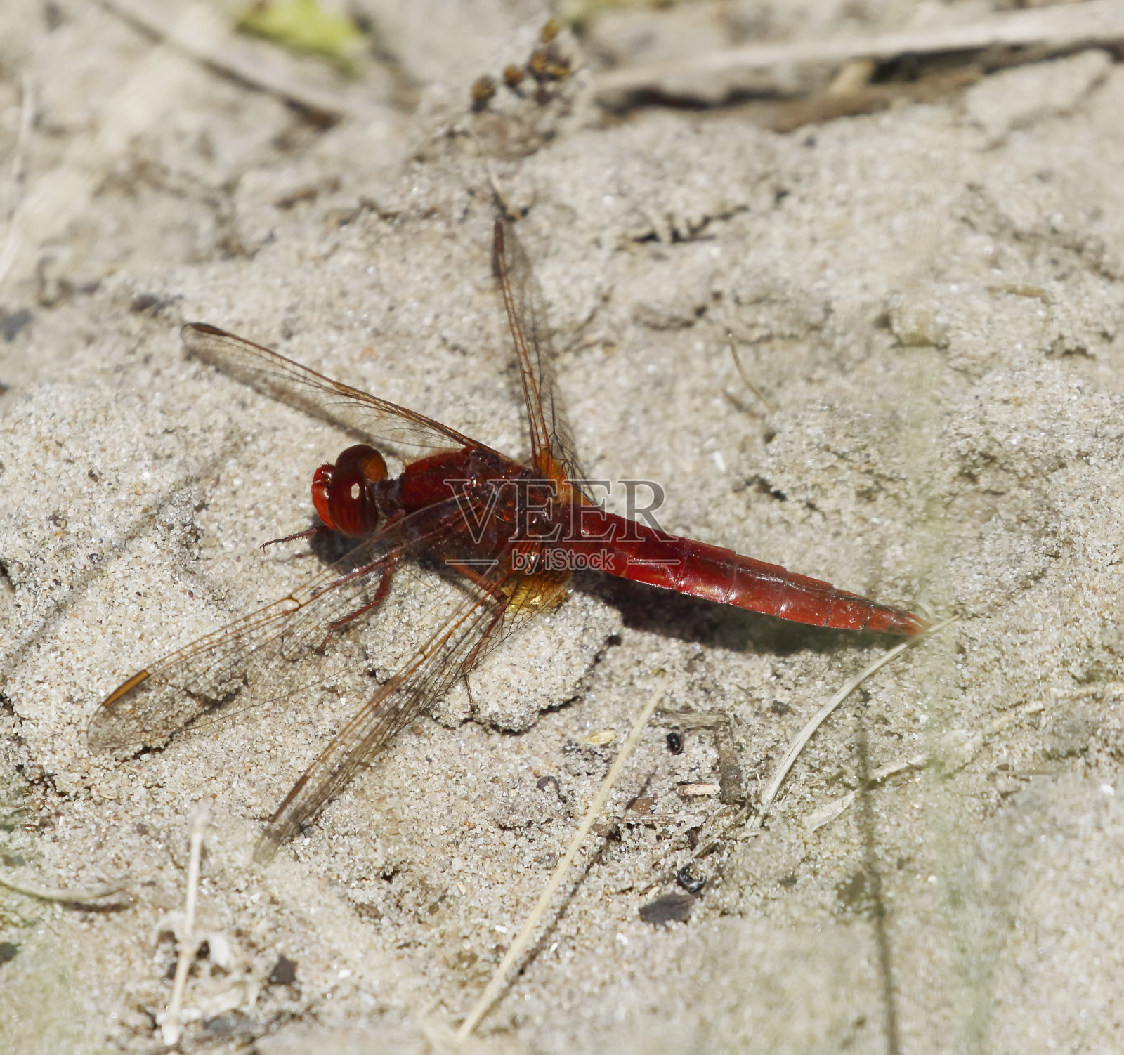 猩红蜻蜓（Crocothemis erythraea）雄性照片摄影图片