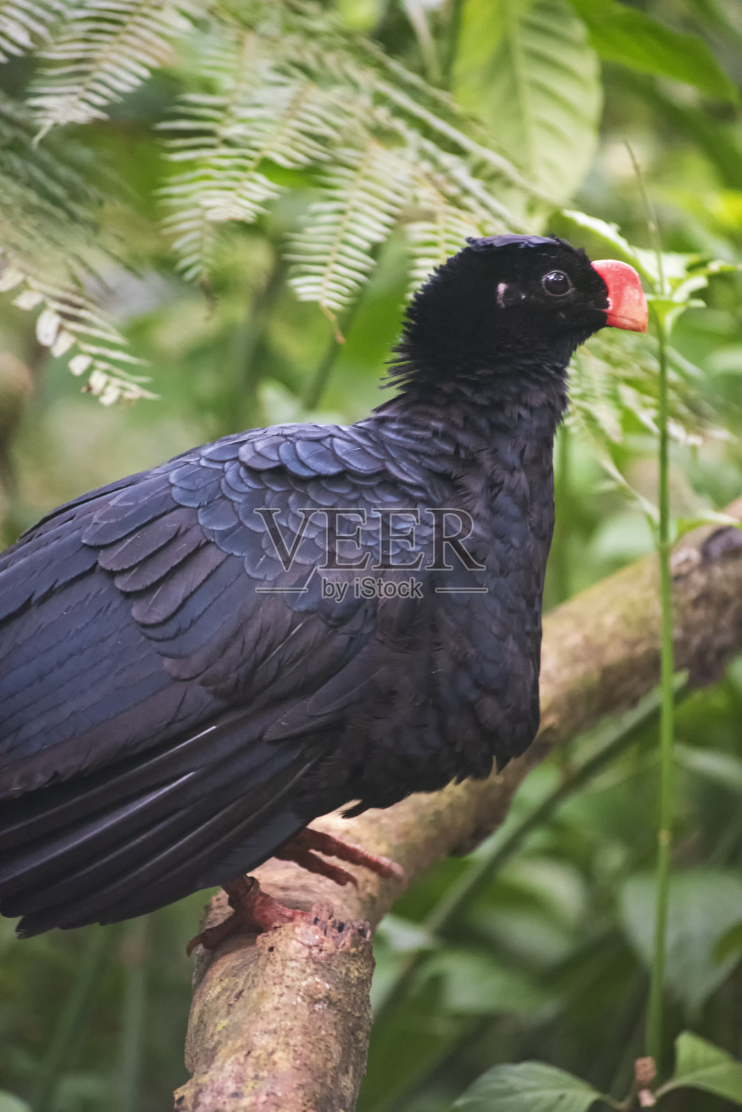 北风(波西米图)照片摄影图片