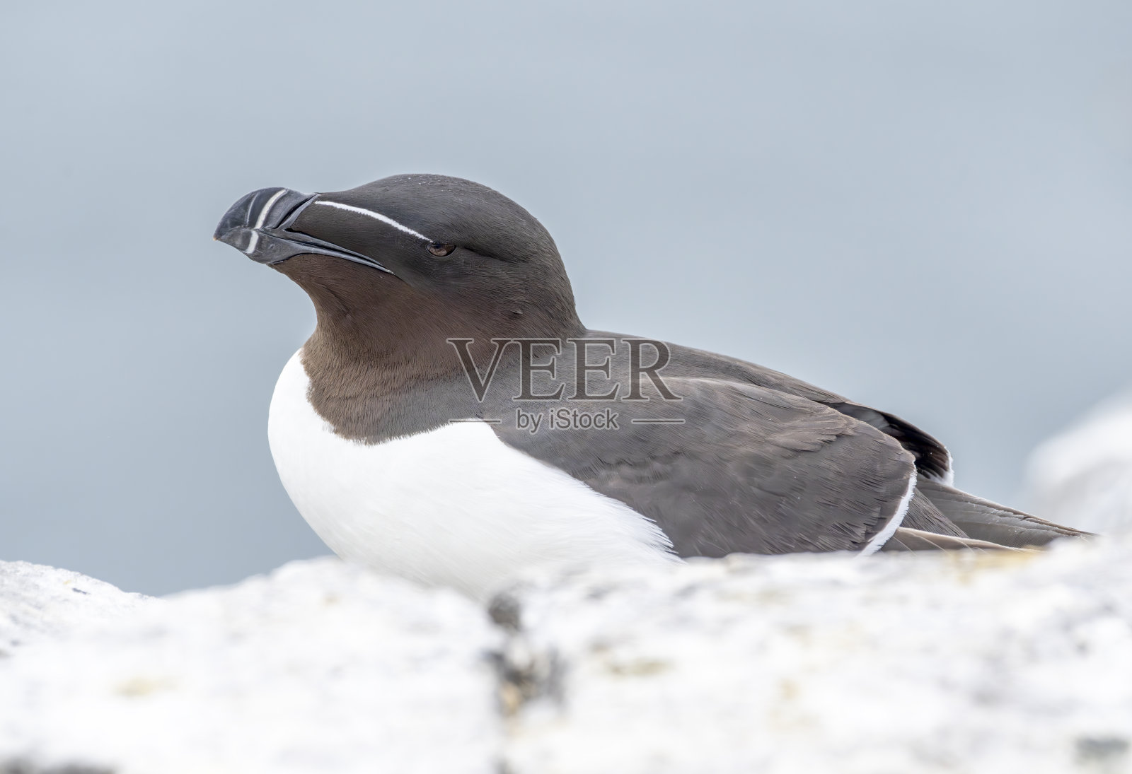 在诺森伯兰郡内法恩悬崖下的岩石上，一只剃刀鸟。照片摄影图片