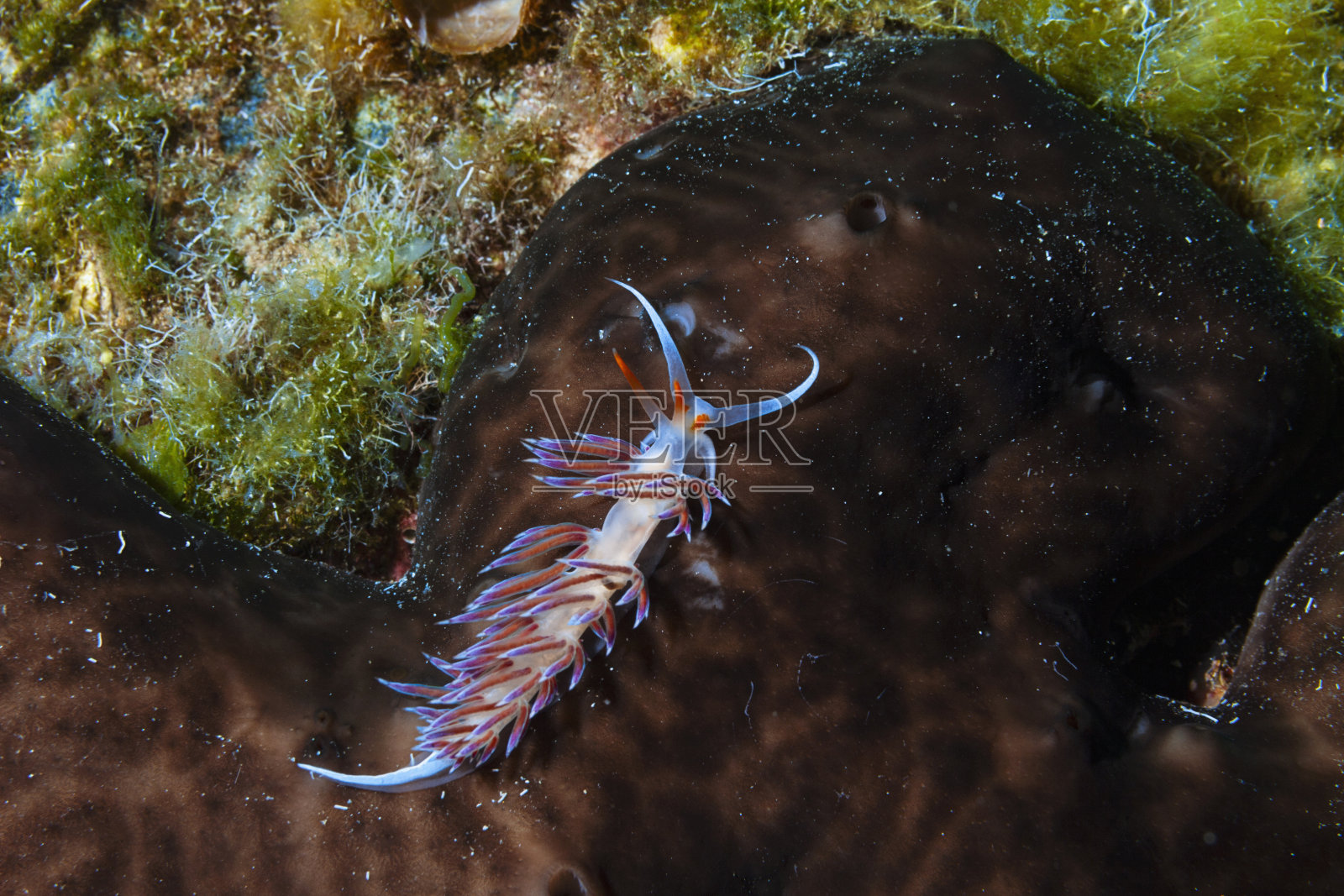 海洋生物裸鳃动物水下美景水肺潜水员的观点照片摄影图片