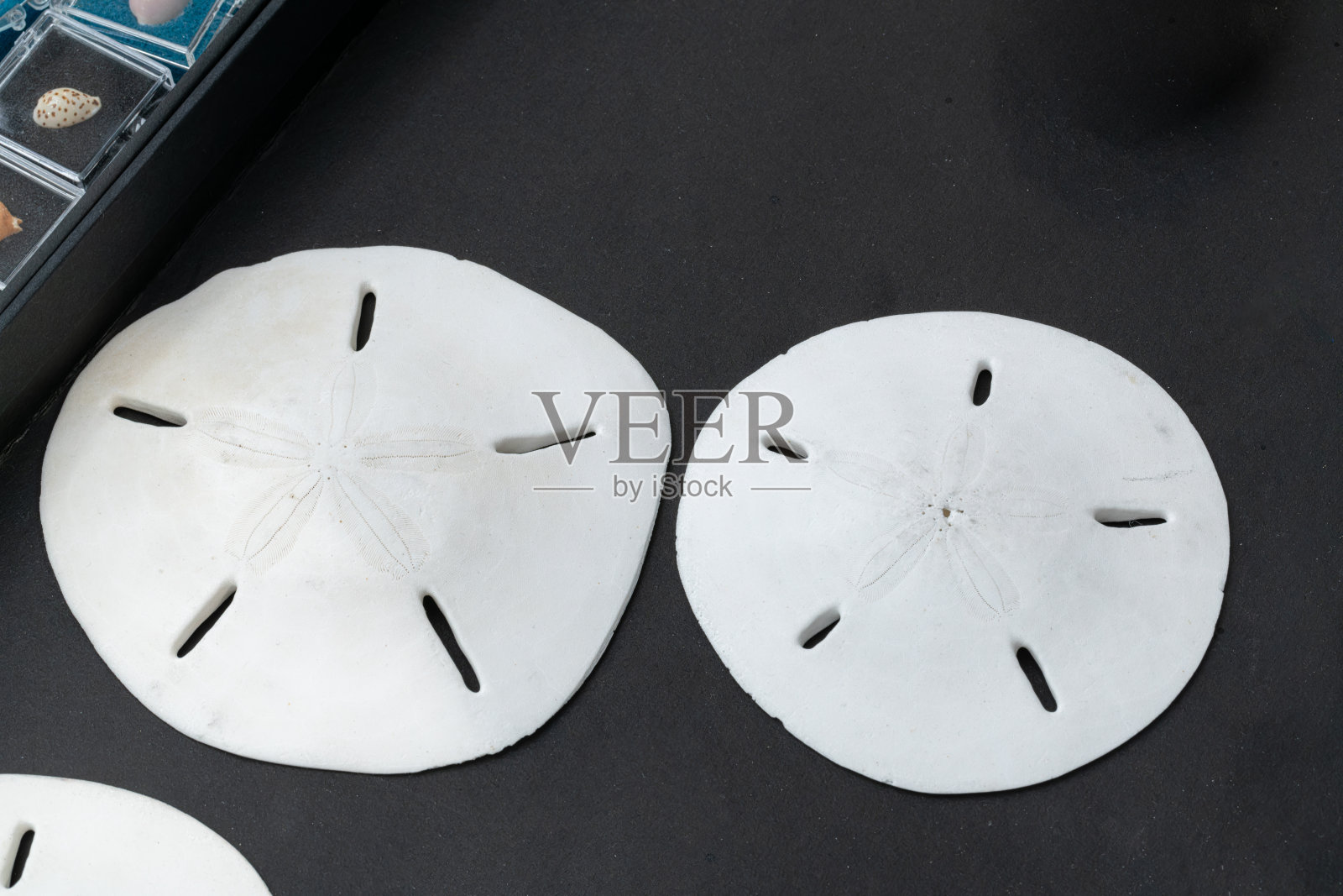 海胆照片摄影图片