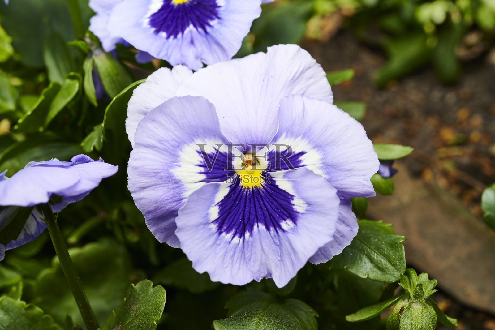 中提琴照片摄影图片