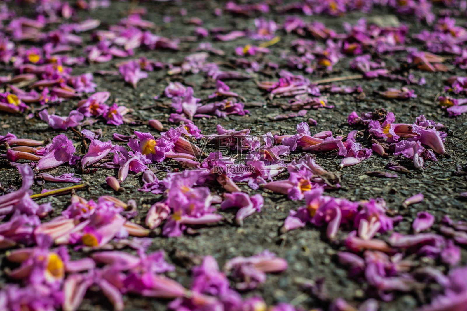 粉红色的花在地上照片摄影图片