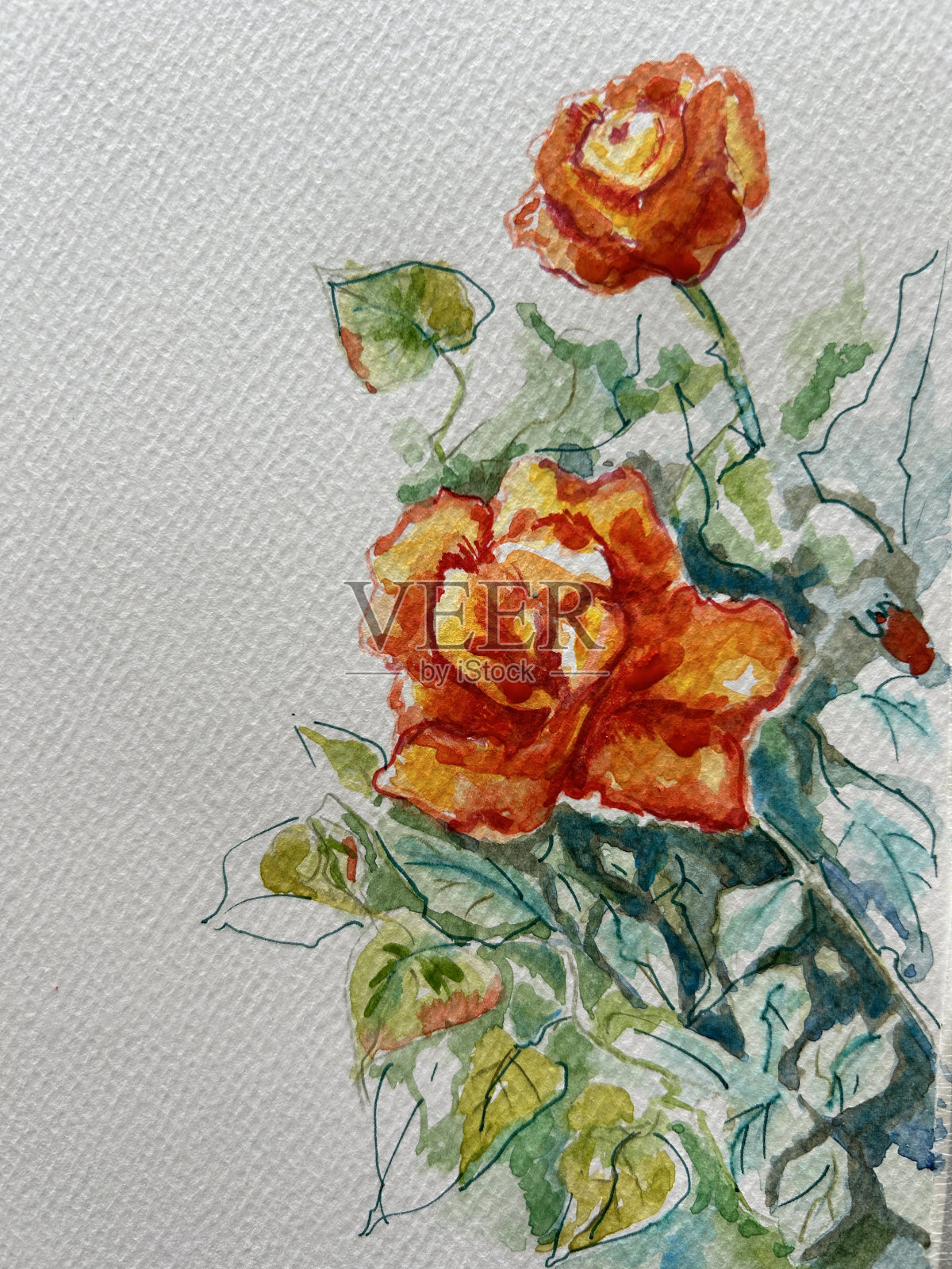 两朵红玫瑰插画图片素材