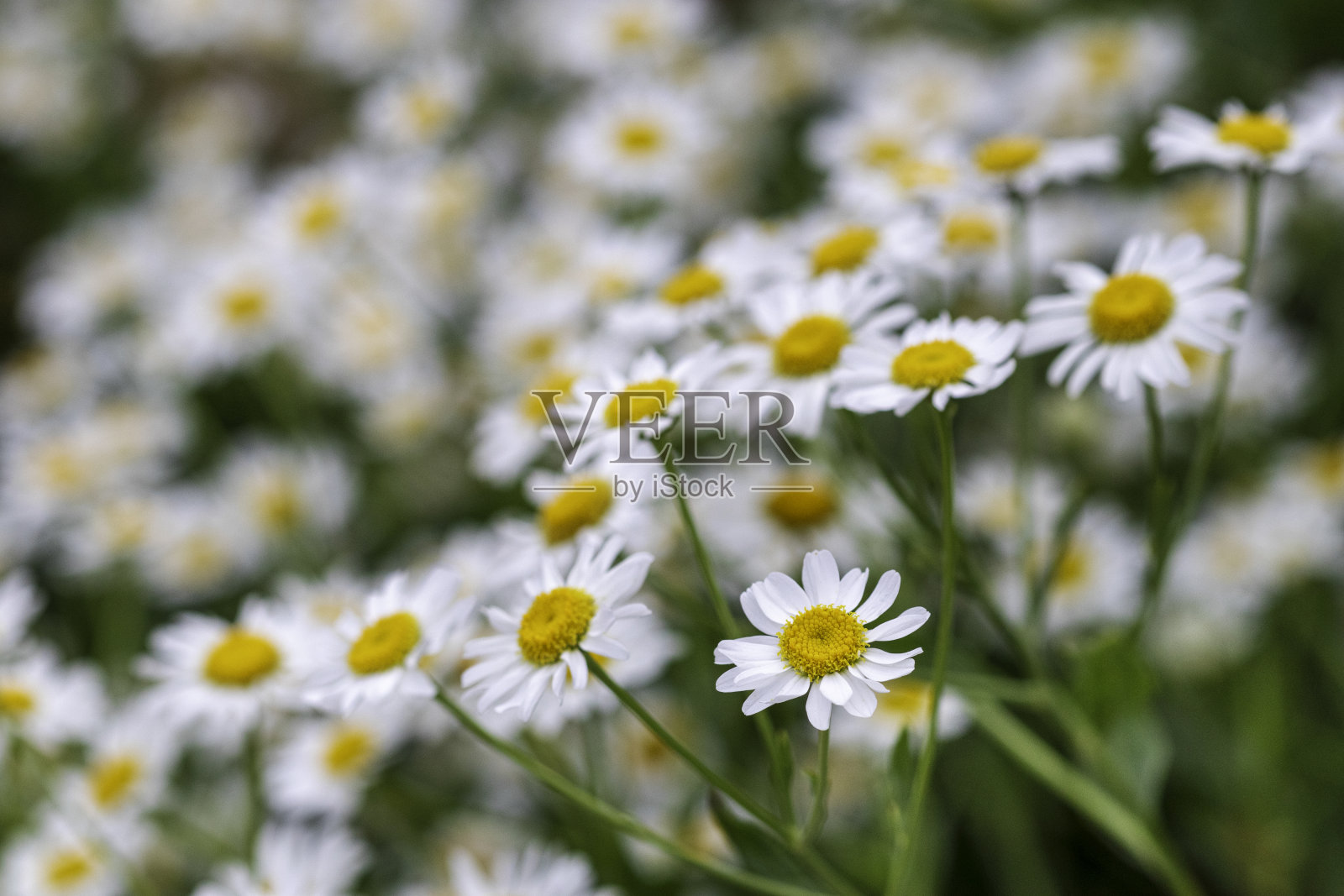 花园里的沙斯塔雏菊照片摄影图片