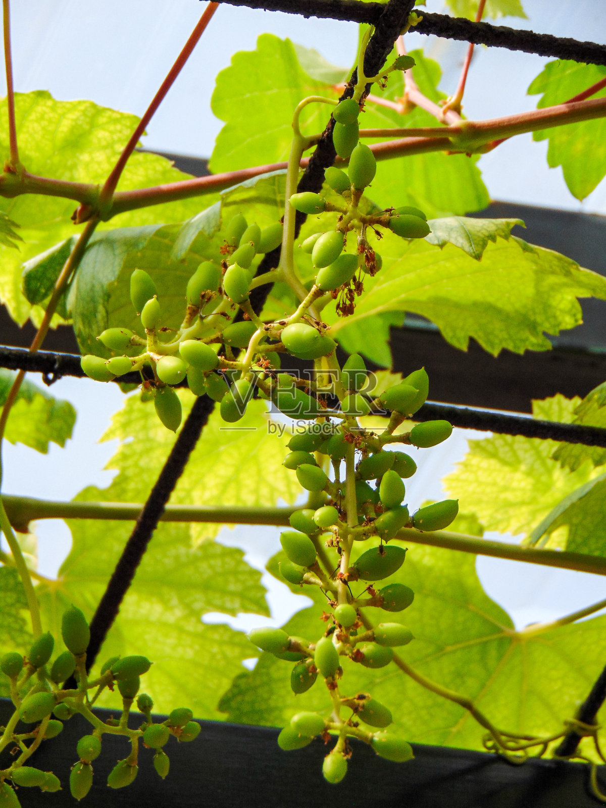 葡萄树照片摄影图片
