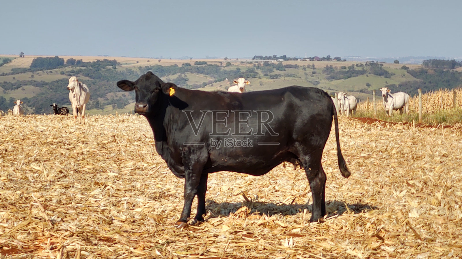 黑色的牛照片摄影图片