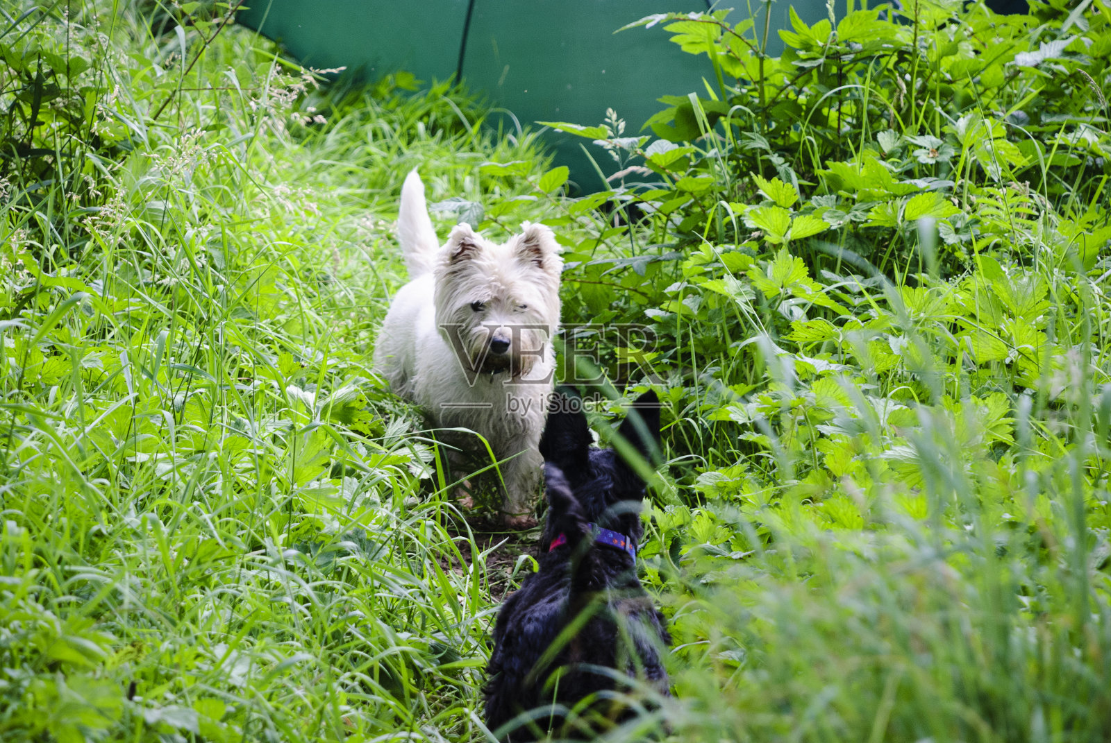 一条黑色的苏格兰梗在一条长满草的小路上遇到一只白色的西部高地梗照片摄影图片