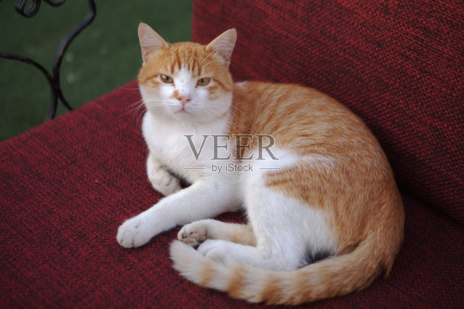 家猫在沙发上休息。照片摄影图片