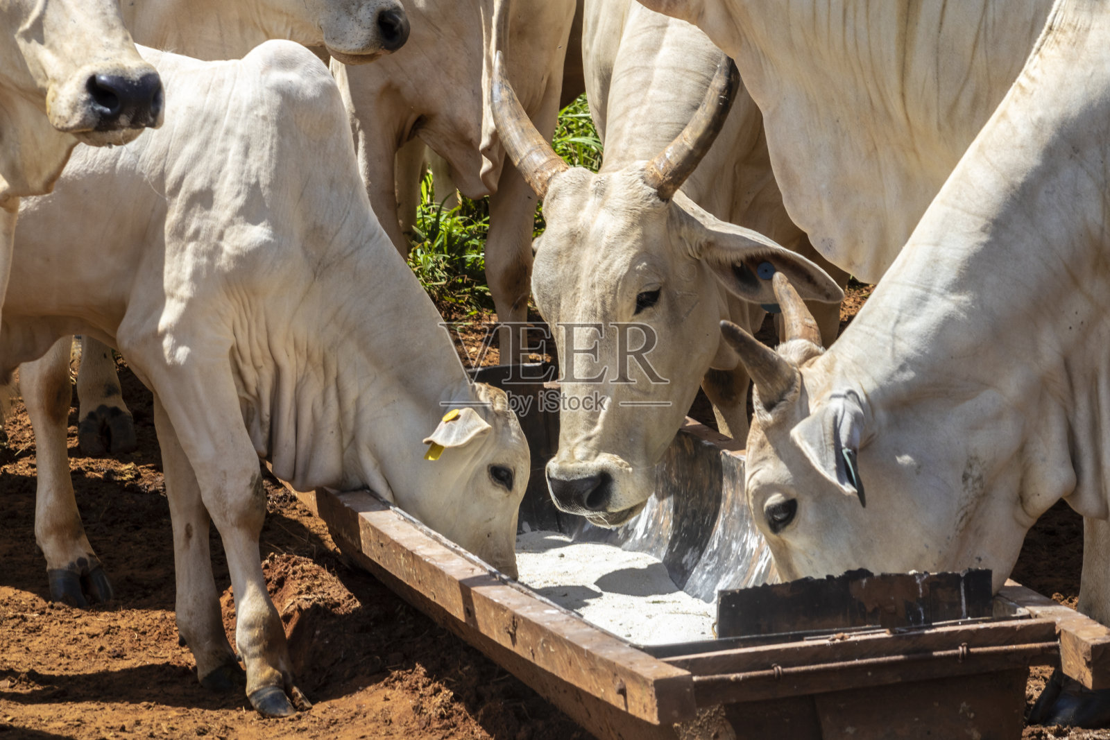 内洛尔牛饲料中添加无机盐照片摄影图片