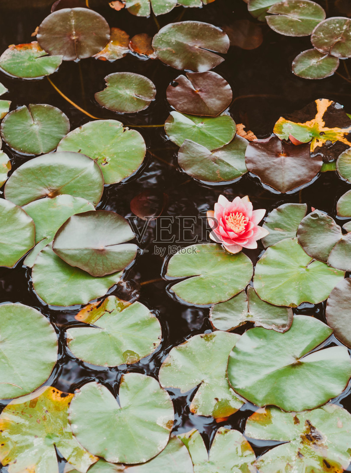 宁静的池塘，平静的水面长满了睡莲和粉红色的花朵照片摄影图片