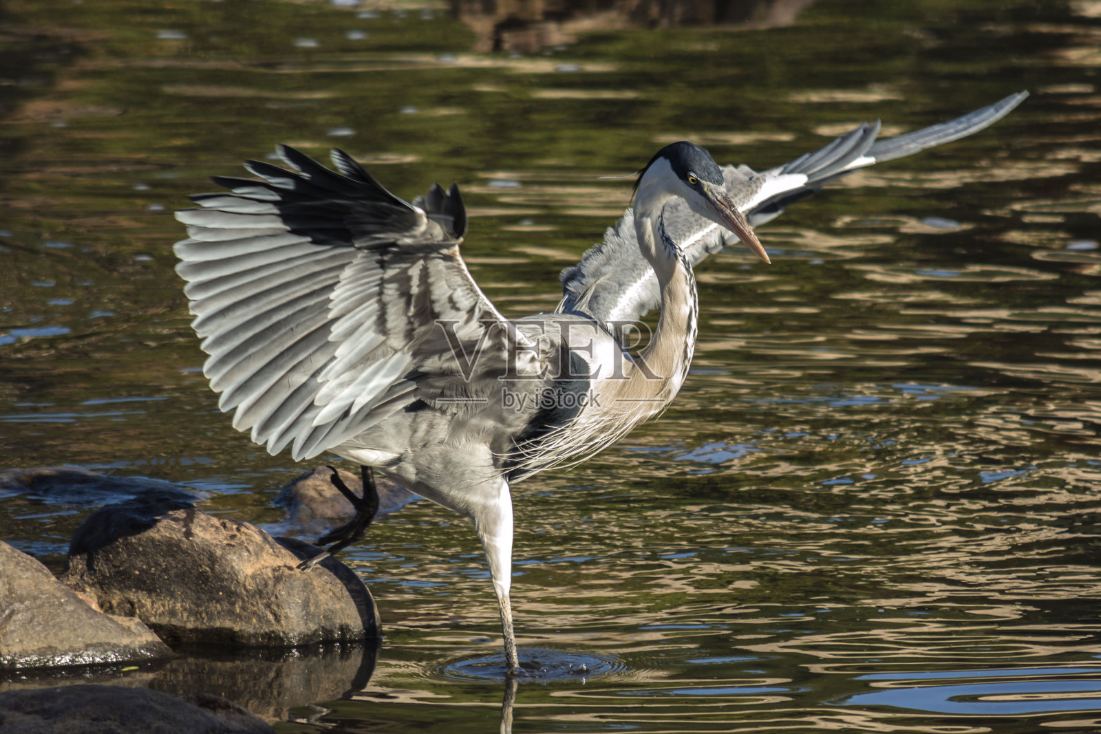 伟大的鹭照片摄影图片