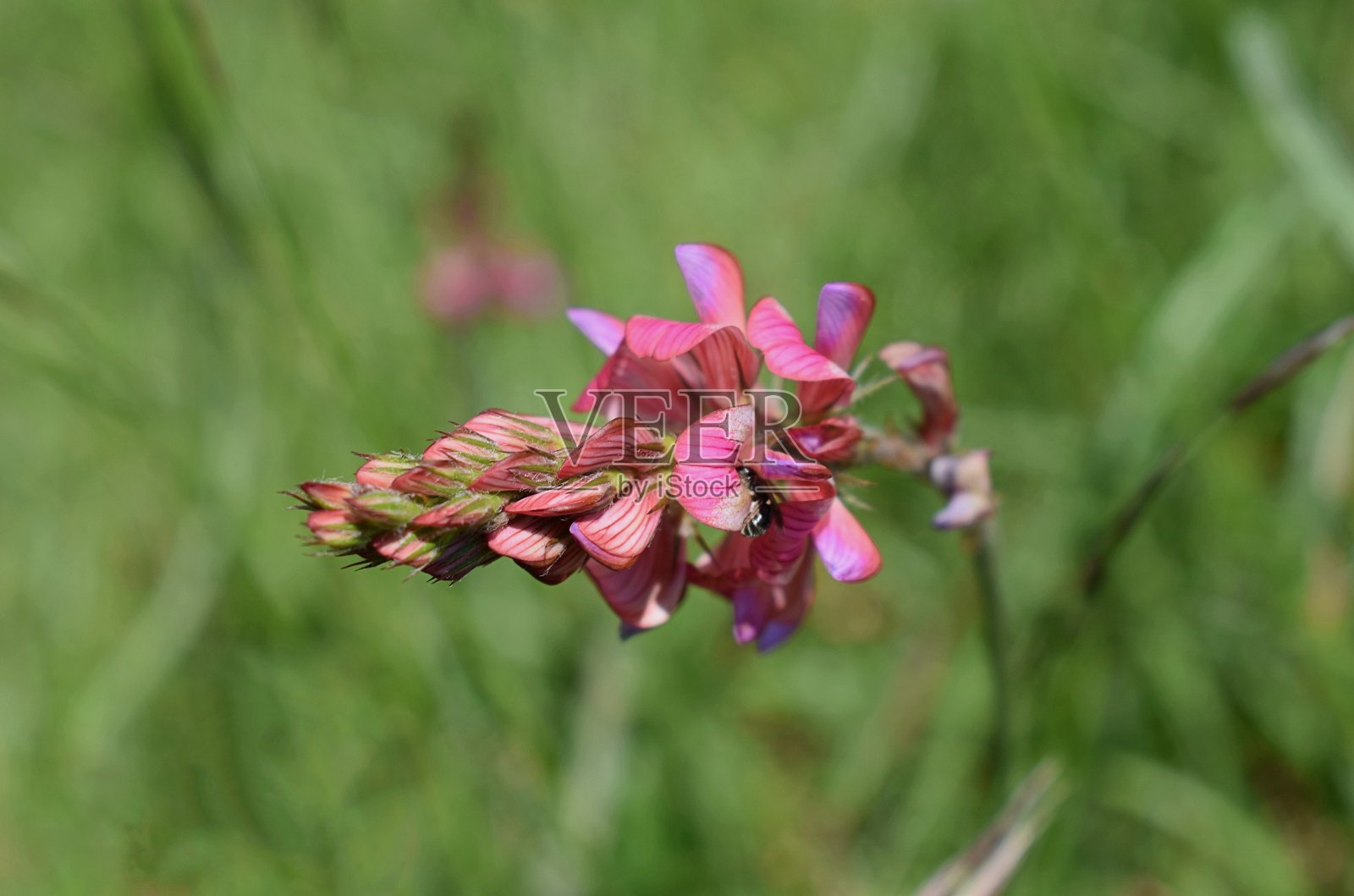 红枫(Onobrychis viciifolia)照片摄影图片