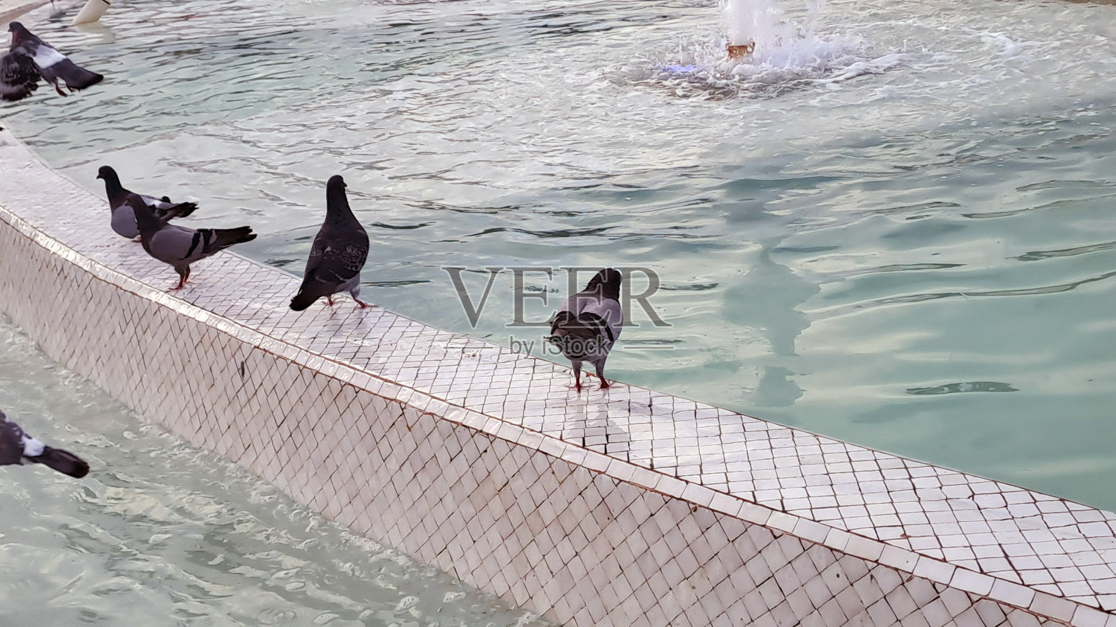 在摩洛哥卡萨布兰卡的一个阳光明媚的日子里，鸽子站在穆罕默德五世喷泉的边缘照片摄影图片