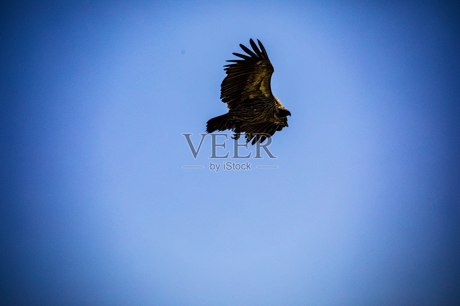 秃鹫是食腐动物，也就是说它们吃动物尸体。照片摄影图片