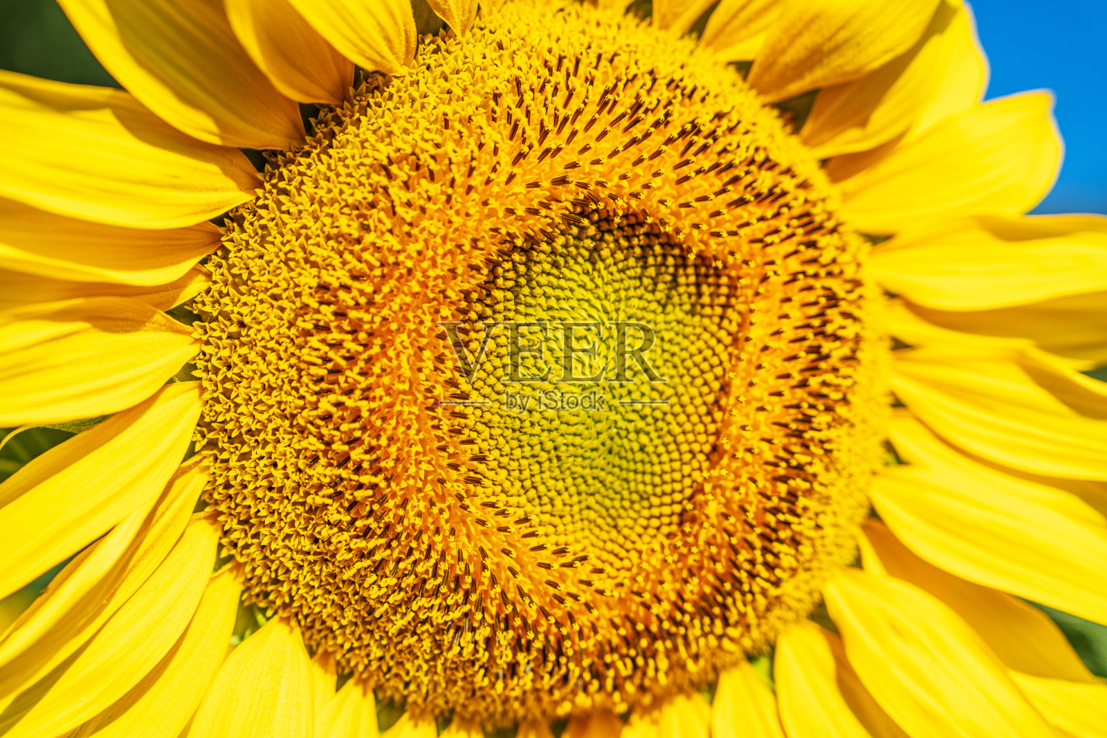 清晨向日葵头的细节。照片摄影图片