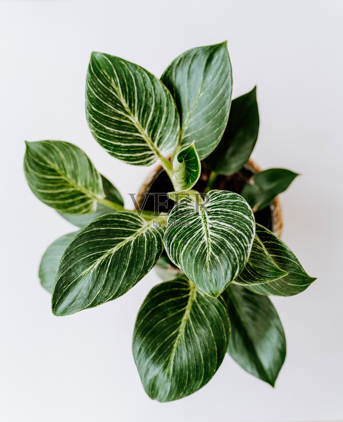 白底花盆里的柏金室内植物照片摄影图片