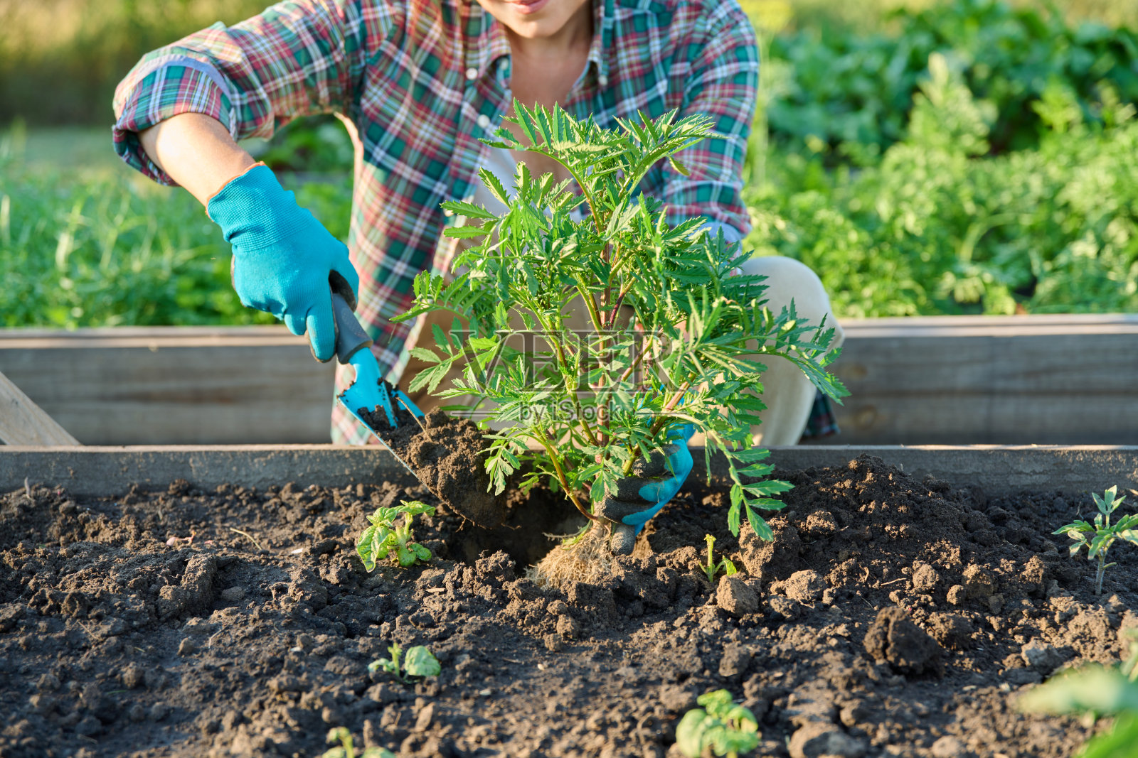 妇女种植万寿菊植物在抬高床，春夏季节照片摄影图片