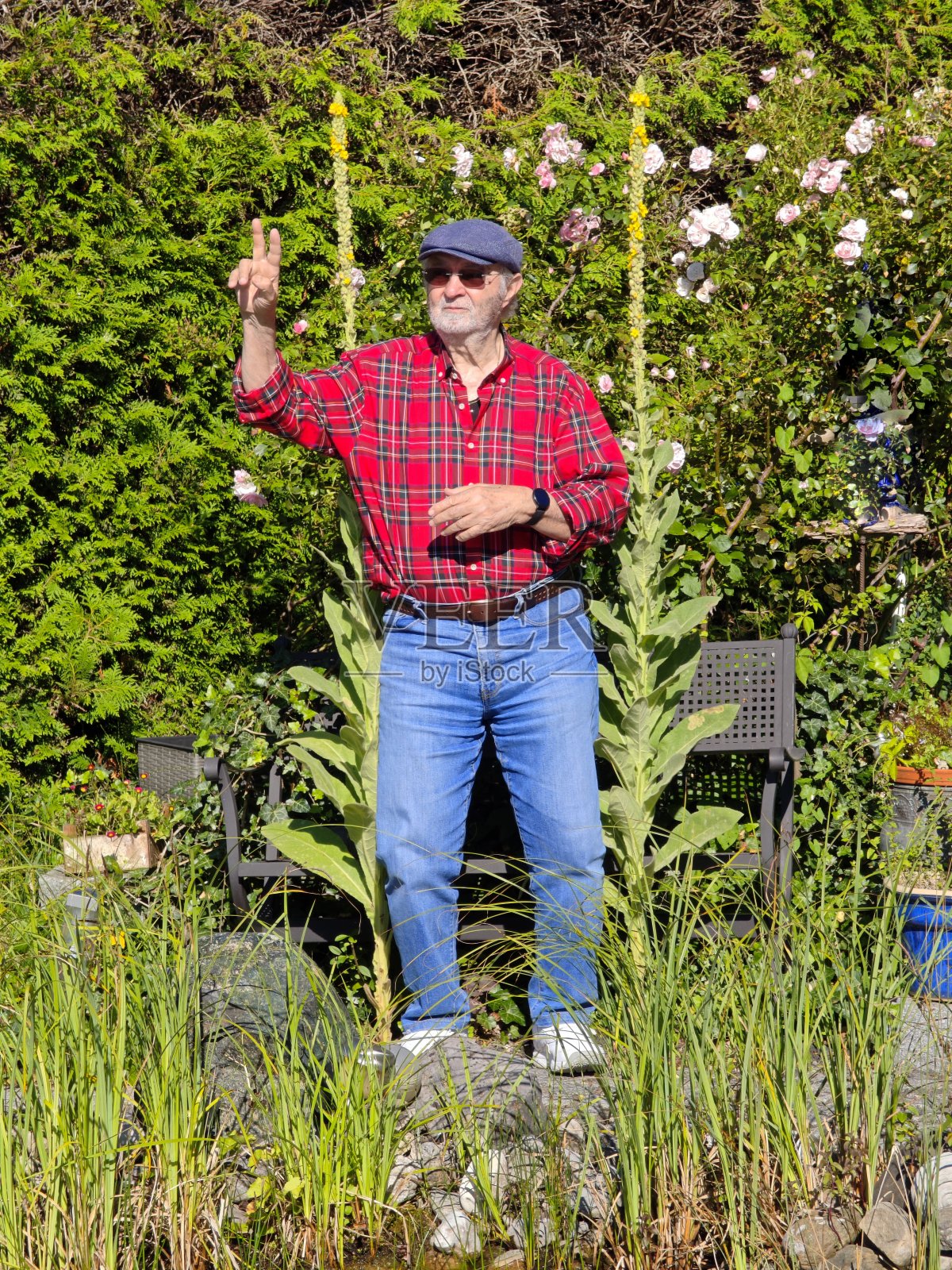 一位老人在池塘边两株毛蕊花之间享受阳光。巴伐利亚,德国照片摄影图片