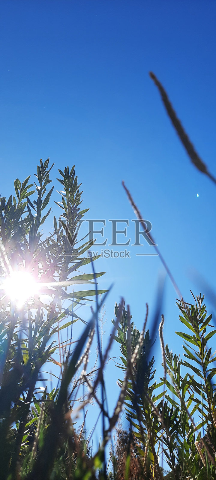 阳光透过棕榈树的叶子，在一个晴朗的秋日，蓝天照片摄影图片