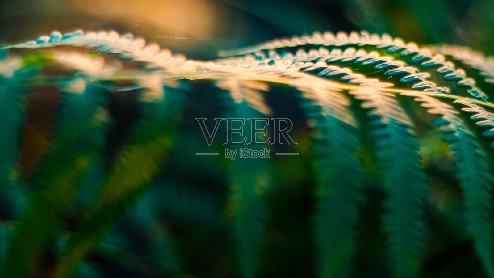 黄昏时的野生蕨类植物照片摄影图片