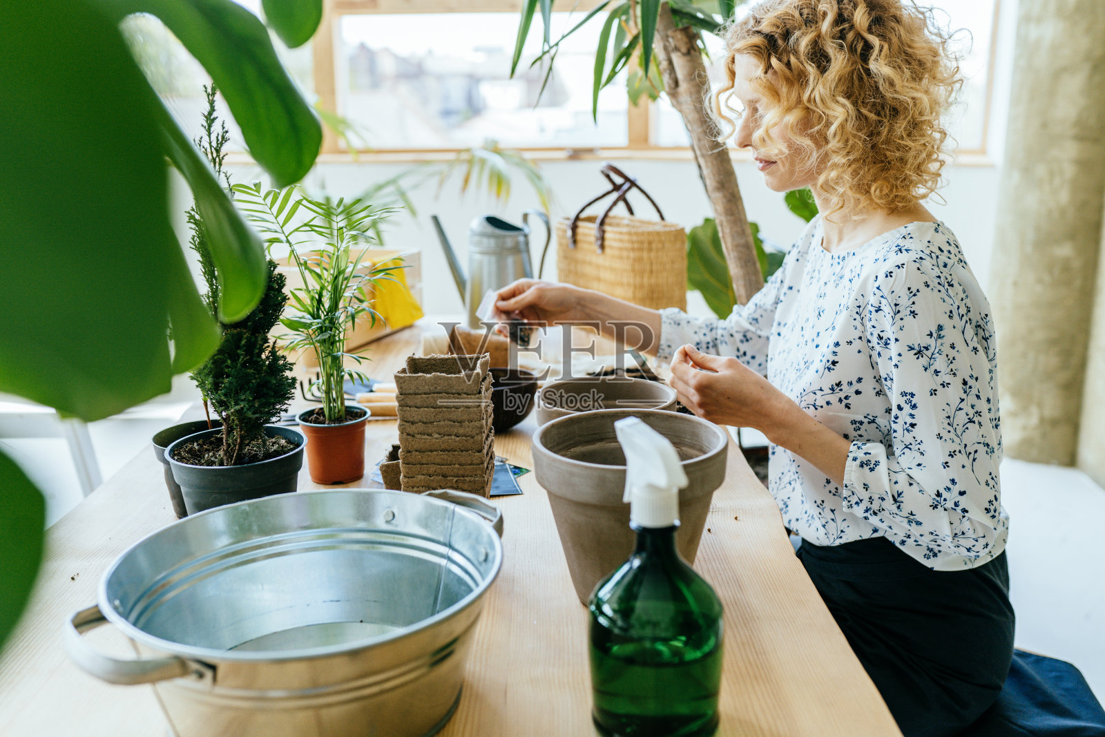 侧视图魅力的女人照顾盆栽绿色植物在家里，家里的丛林，房间园艺。植物房，园艺，爱好，工具，植物设备概念。照片摄影图片