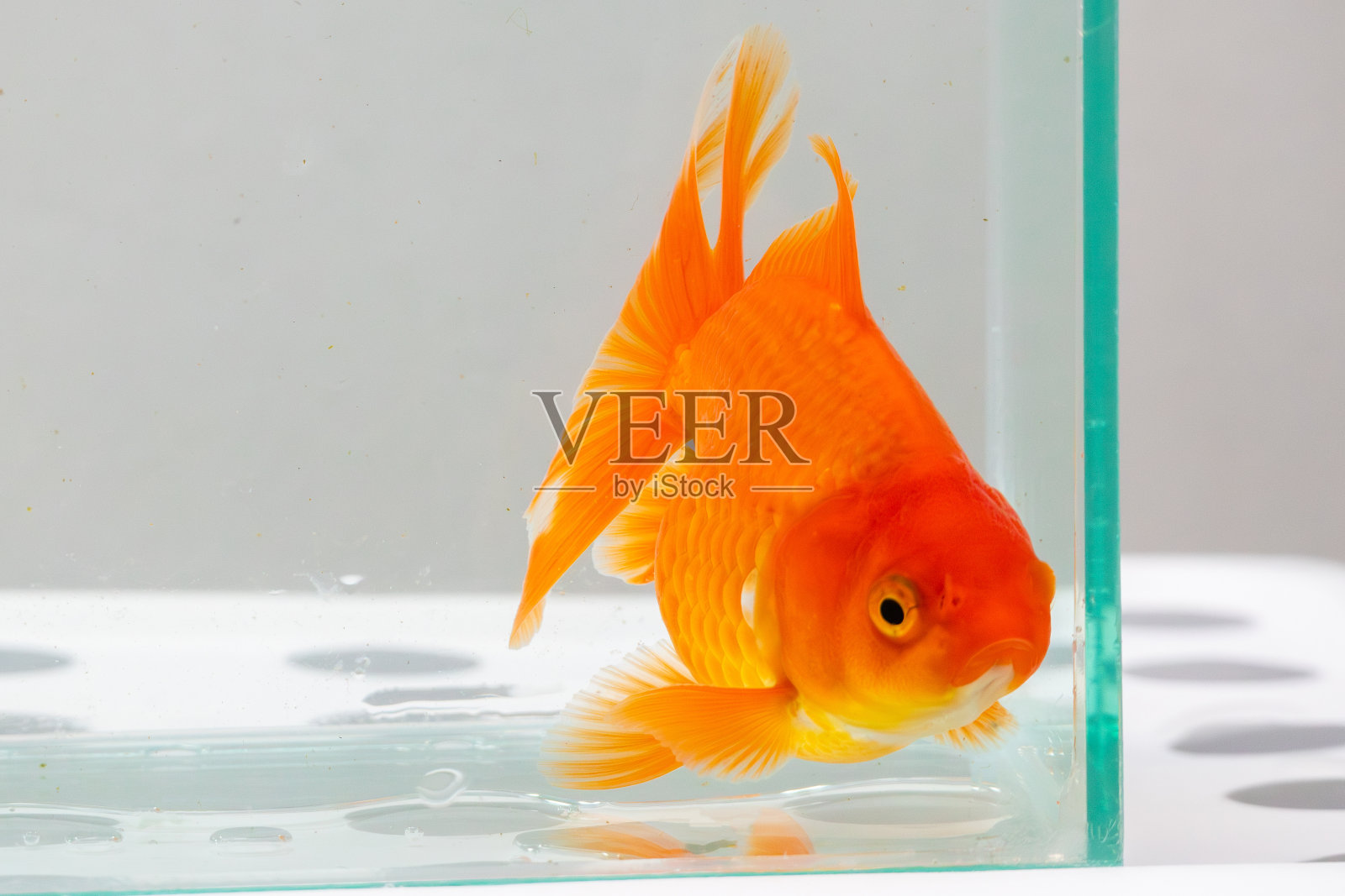 水族鱼缸里的金鱼近照照片摄影图片