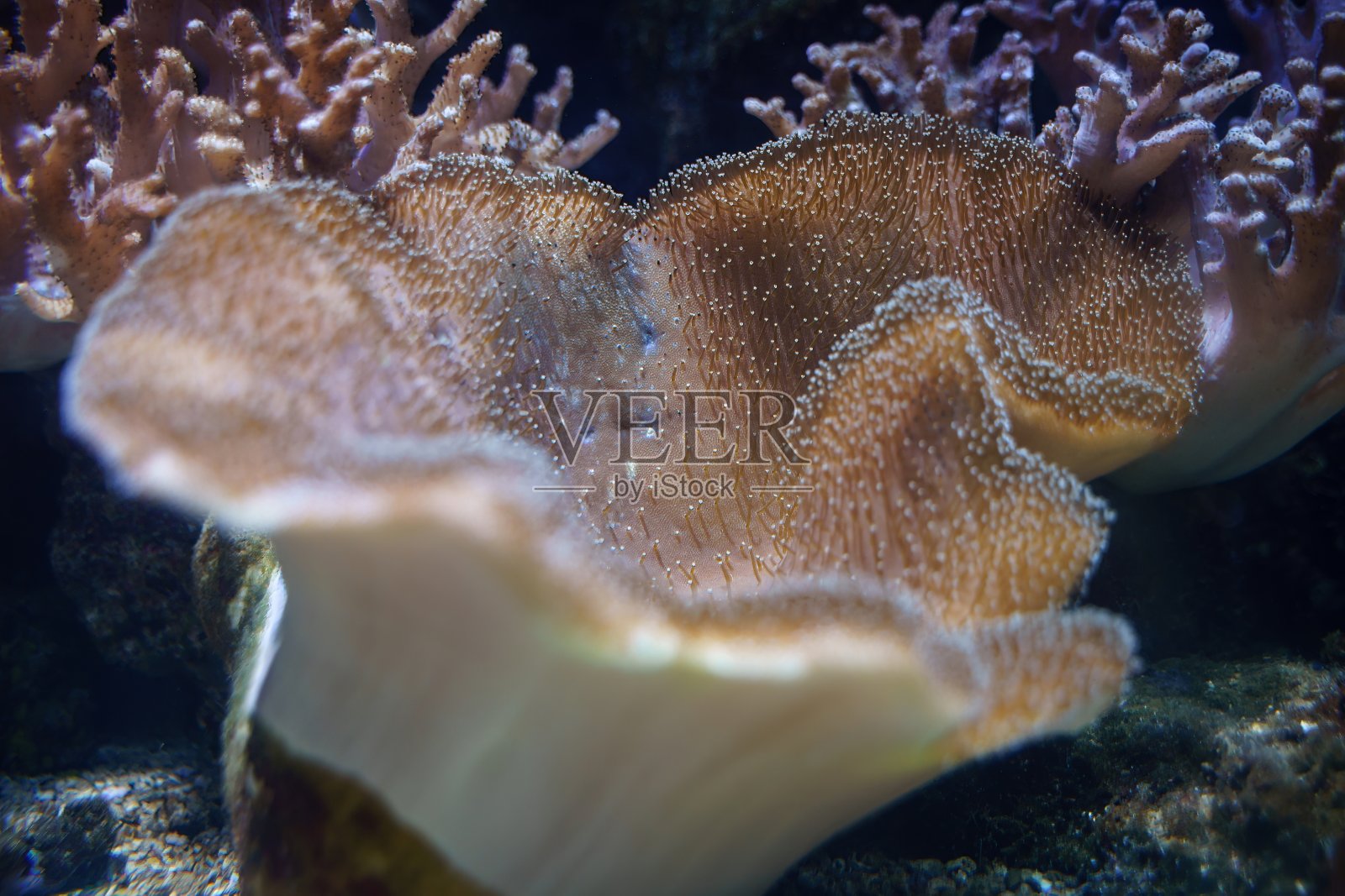 毒菌菇皮珊瑚(石藻属)照片摄影图片