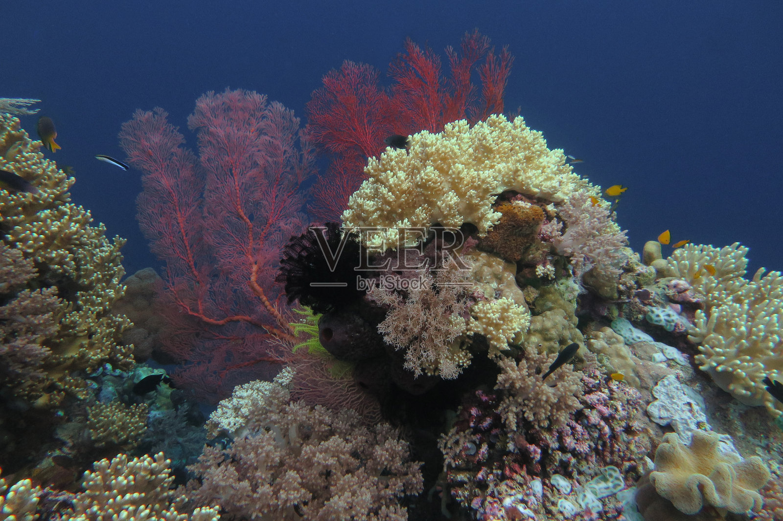 印度尼西亚瓦卡托比国家公园热带海域的海底世界，五颜六色的珊瑚礁，丰富的硬珊瑚和软珊瑚以及海扇照片摄影图片