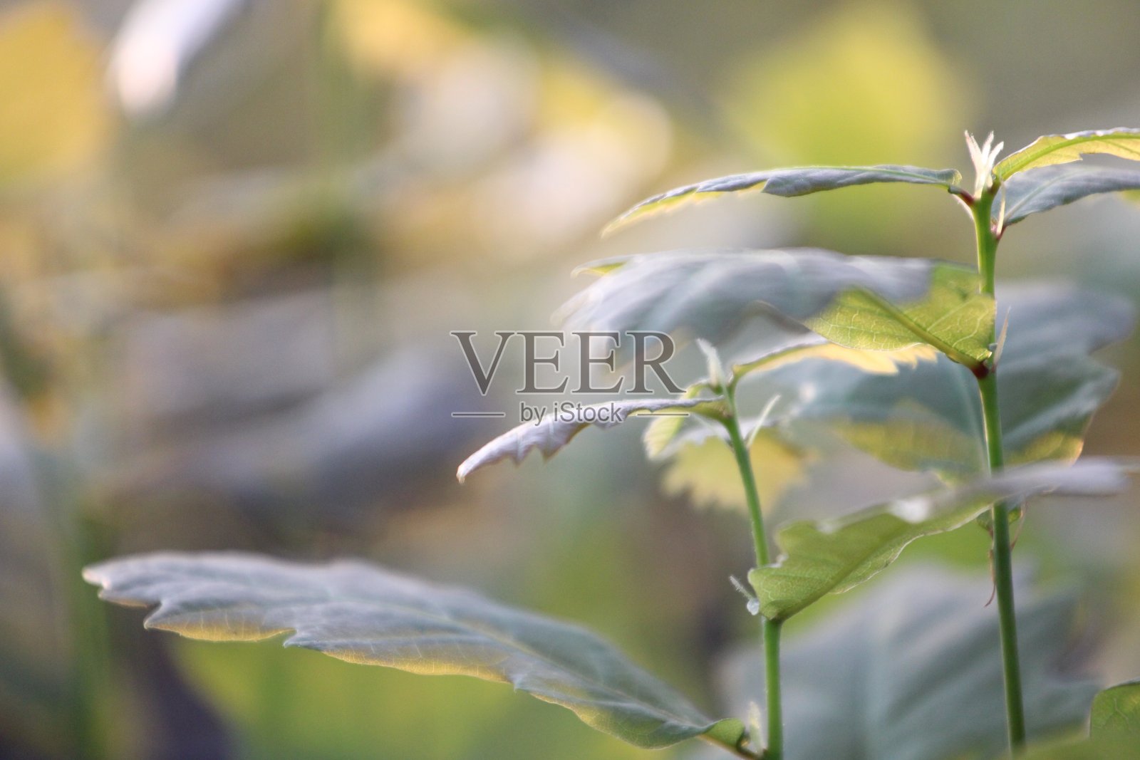 植树造林。景观。林业。种植植物。橡树、松树、云杉、山毛榉、落叶松、桤木。幼苗，树叶，温室，根，自然，环境照片摄影图片