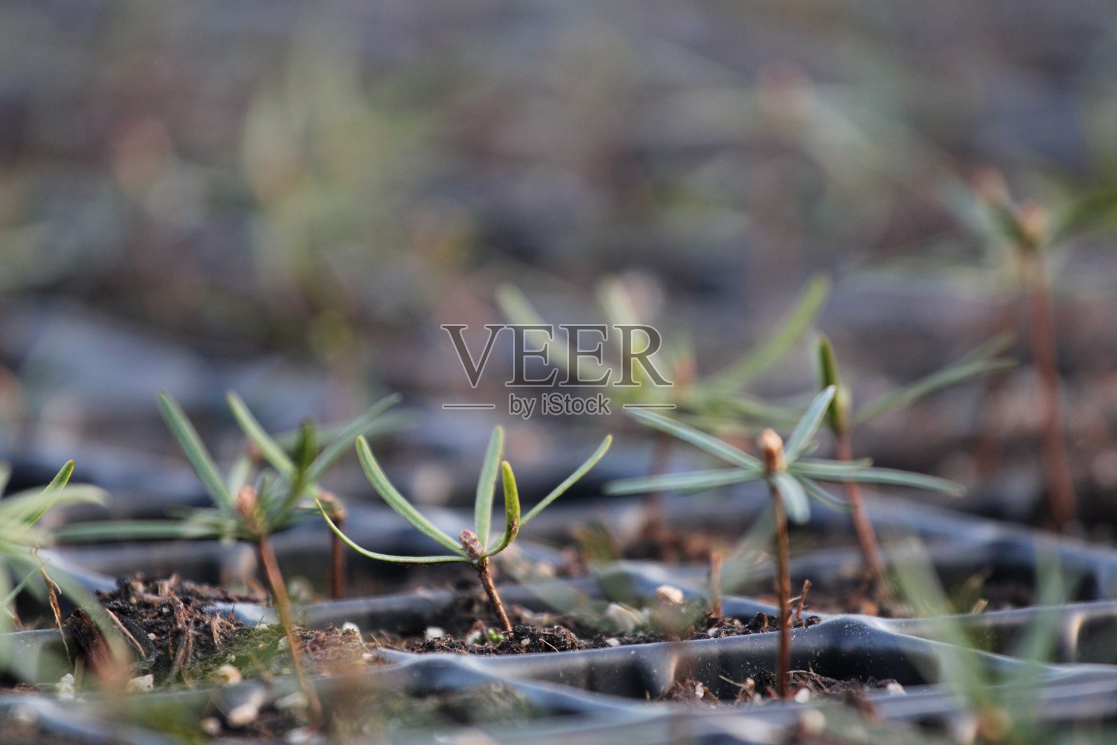 植树造林。景观。林业。种植植物。橡树、松树、云杉、山毛榉、落叶松、桤木。幼苗，树叶，温室，根，自然，环境照片摄影图片